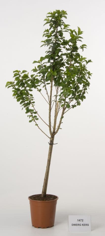  Dwerg Kers (Prunus Avium (dwerg))