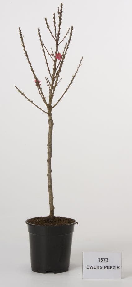  Dwerg Perzik (Prunus Persica 'Mini')