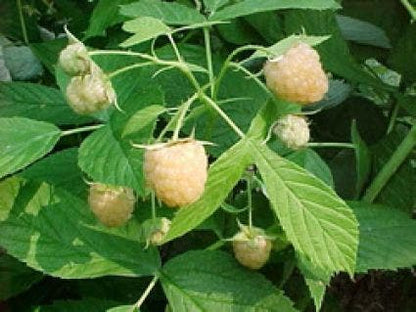  Framboos (Rubus Idaeus 'Fallgold')