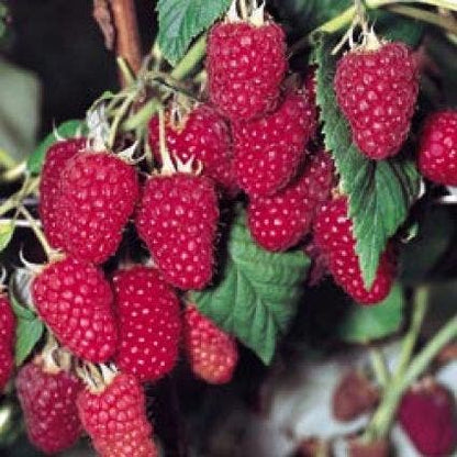  Framboos (Rubus Idaeus 'Heritage')
