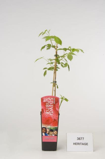  Framboos (Rubus Idaeus 'Heritage')