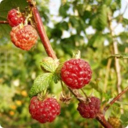  Framboos (Rubus Idaeus 'Malling Promise')
