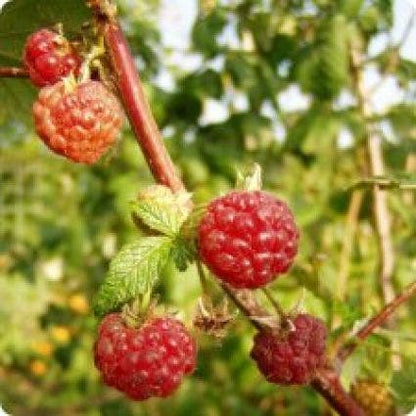  Framboos (Rubus Idaeus 'Malling Promise')