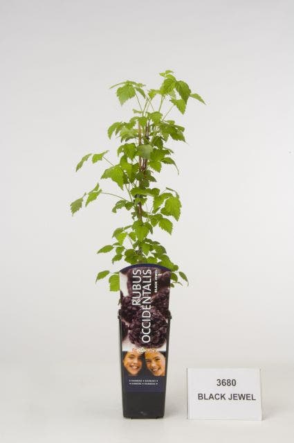  Framboos (Rubus Occidentalis Black Jewel)