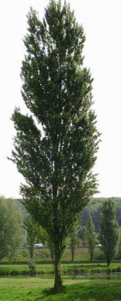  Italiaanse Populier (Populus Nigra 'Italica')