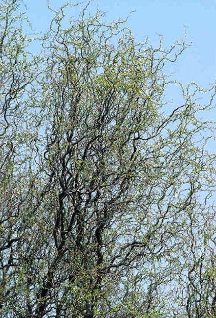  Kronkelwilg (Salix Babylonica 'Tortuosa')