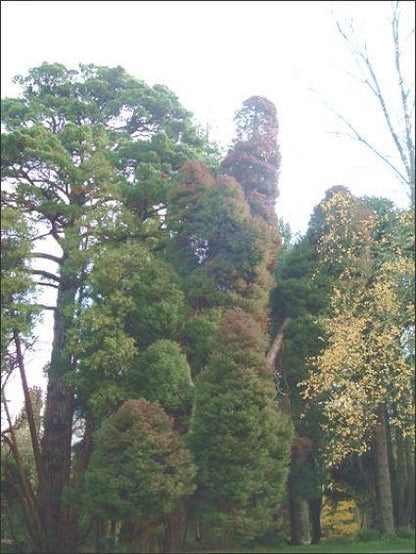  Sikkelden (Cryptomeria Japonica 'Elegans')