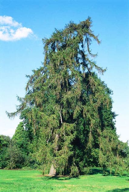  Lariks (Larix Decidua)