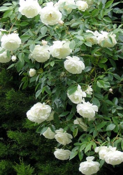  Klimroos (Rosa 'White Climber')