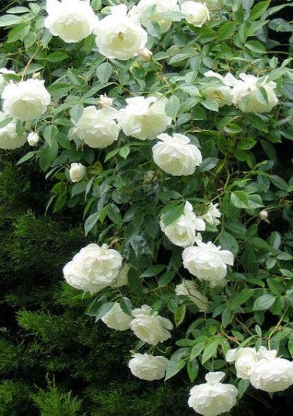  Klimroos (Rosa 'White Climber')