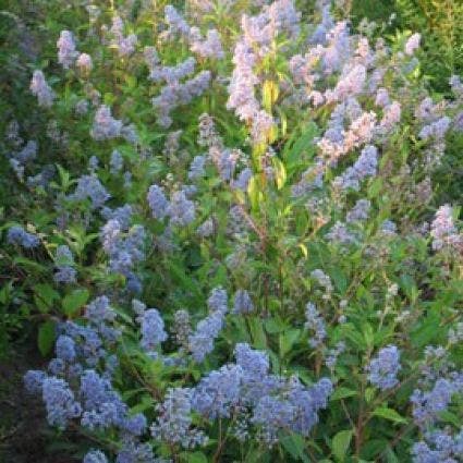  Amerikaanse Sering (Ceanothus 'Gloire De Versailles')