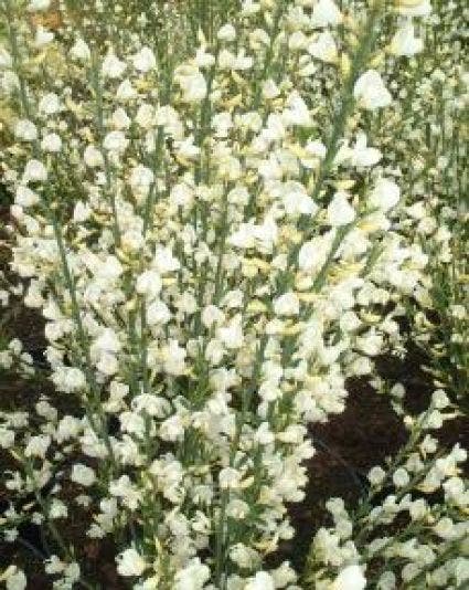  Brem (Cytisus Praecox 'Albus')