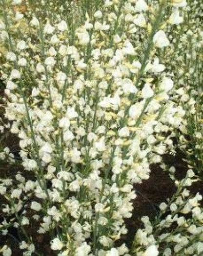  Brem (Cytisus Praecox 'Albus')