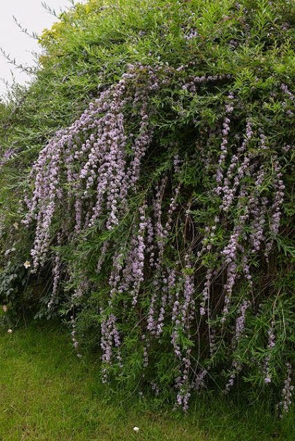  Vlinderstruik (Buddleja Alternifolia)