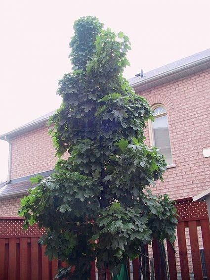  Noorse Esdoorn (Acer Platanoides 'Columnare')