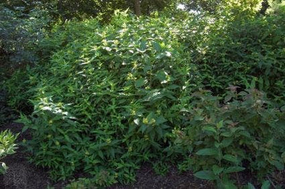  Diervilla Sessilifolia (Diervilla Sessilifolia 'Butterfly')