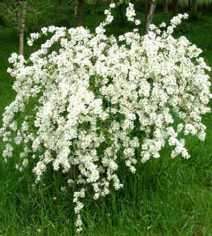  Exochorda (Exochorda Macrantha 'The Bride')