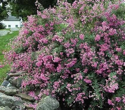  Lespedeza (Lespedeza Thunbergii)