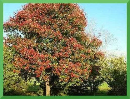  Rode Esdoorn (Acer Rubrum 'October Glory')