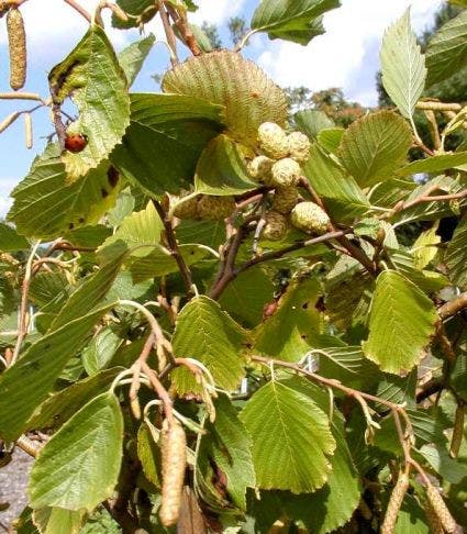  Goudels (Alnus Incana 'Aurea')