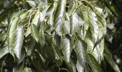  Els (Alnus Spaethii)