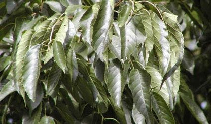  Els (Alnus Spaethii)