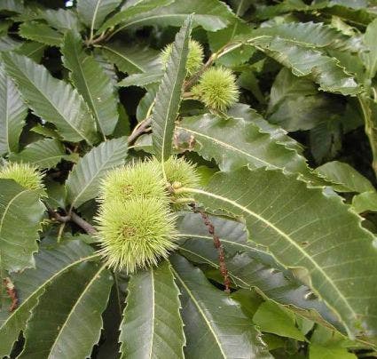  Kastanjeboom (Castanea Sativa 'Lyon')