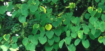  Katsoera (Cercidiphyllum Japonicum 'Pendulum')