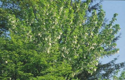  Zakdoekjesboom (Davidia Involucrata)