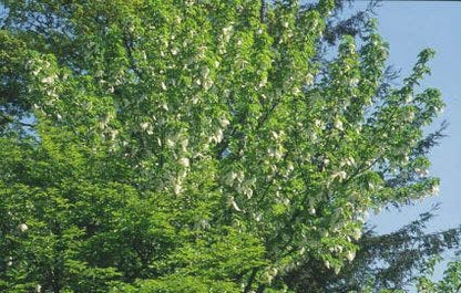  Zakdoekjesboom (Davidia Involucrata)