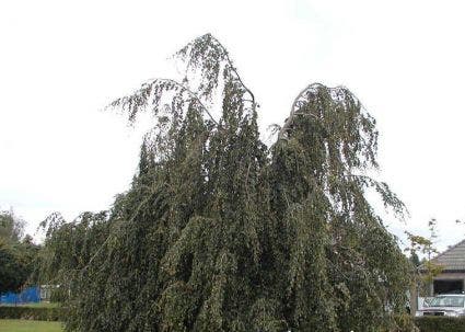  Treurbeuk (Fagus Sylvatica 'Black Swan')