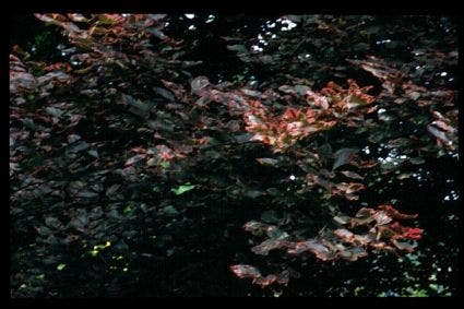  Beuk (Fagus Sylv. 'Purpurea Tricolor')