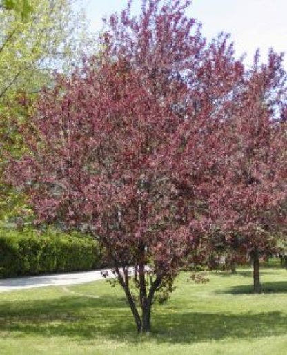  Rode Kerspruim Als Struik (Prunus Cerasifera 'Nigra')