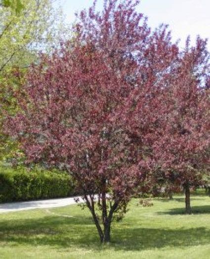  Rode Kerspruim Als Struik (Prunus Cerasifera 'Nigra')