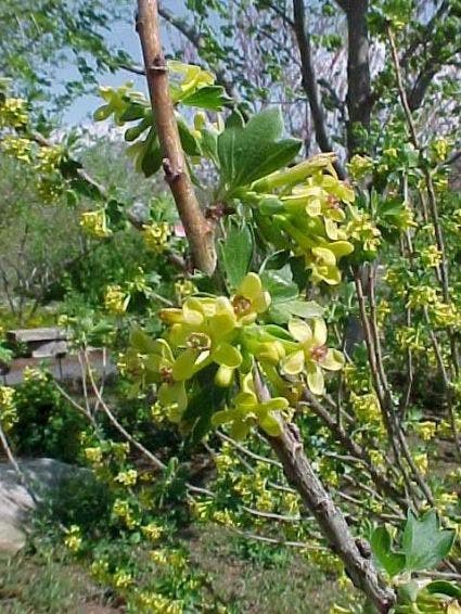  Gele Ribes (Ribes Odoratum)