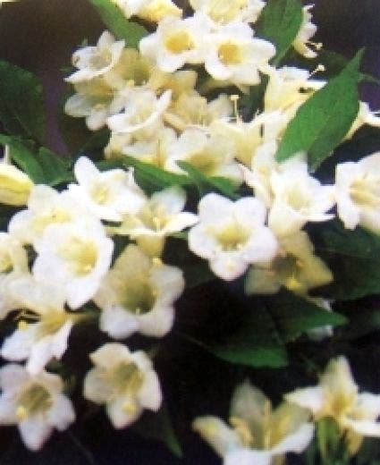  Weigela (Weigela 'Candida')