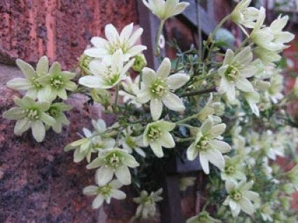  Groenblijvende Clematis (Clematis 'Early Sensation')