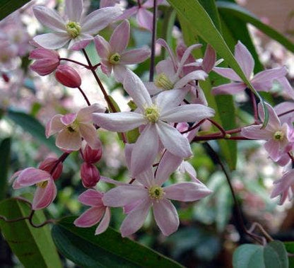  Bosrank, Groenblijvend (Clematis Armandii 'Apple Blossom')