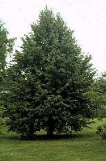  Boomhazelaar (Corylus Colurna)