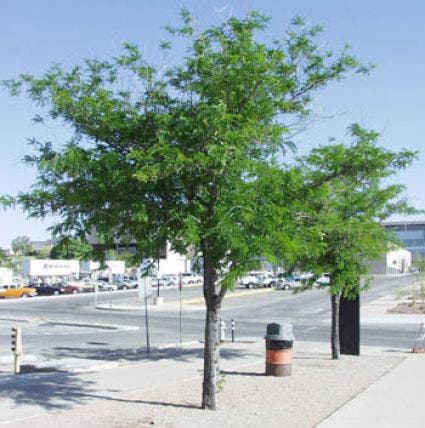  Valse Christusdoorn (Gleditsia Triacanthos)