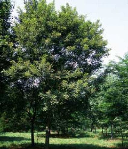  Japanse Pagodeboom (Sophora Japonica)