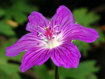  Ooievaarsbek (Geranium Wlassovianum)