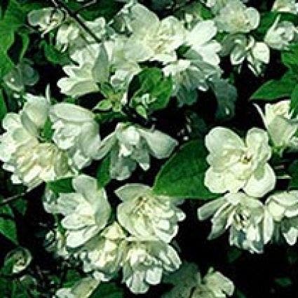  Boerenjasmijn (Philadelphus 'Manteau D'Hermine')