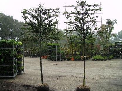  Laurier Als Leiboom (Prunus Laurocerasus 'Caucasica')