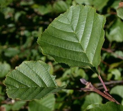 Zwarte Els (Alnus Glutinosa)