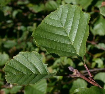  Zwarte Els (Alnus Glutinosa)