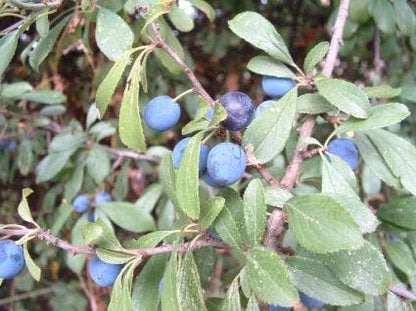  Sleedoorn, Bosplantsoen (Prunus Spinosa)
