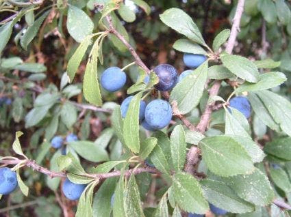  Sleedoorn, Bosplantsoen (Prunus Spinosa)
