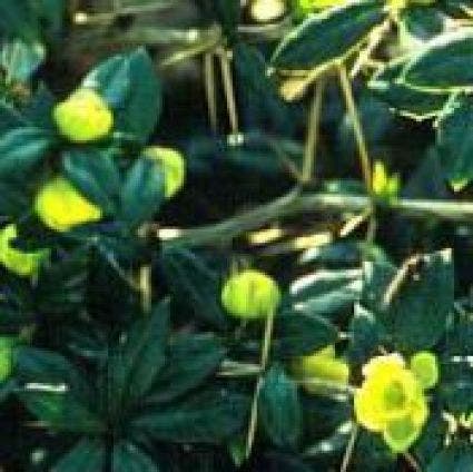  Zuurbes (Berberis Frikartii 'Telstar')