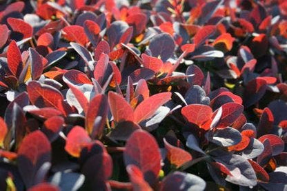  Zuurbes (Berberis Thunbergii 'Atropurpurea')